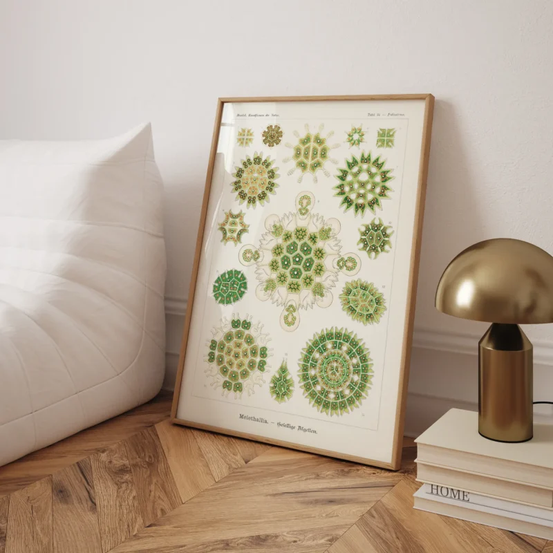 Melethallia :Ernst Haeckel