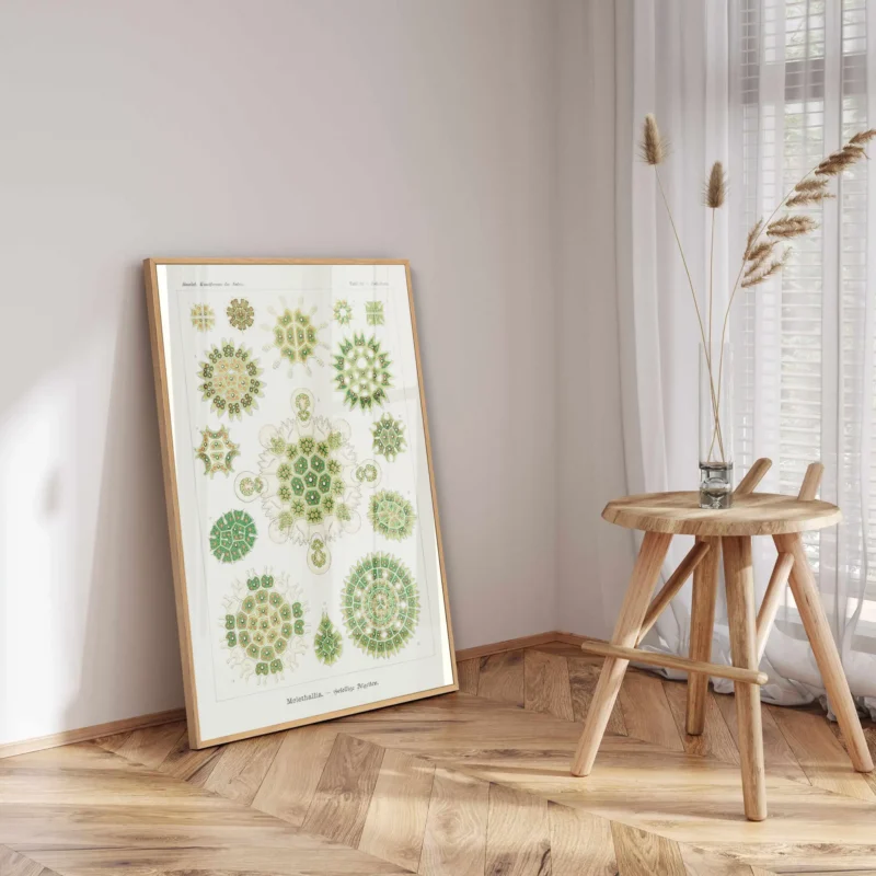 Melethallia :Ernst Haeckel