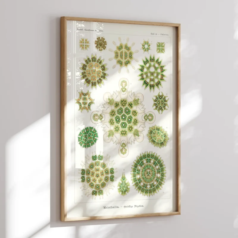 Melethallia :Ernst Haeckel