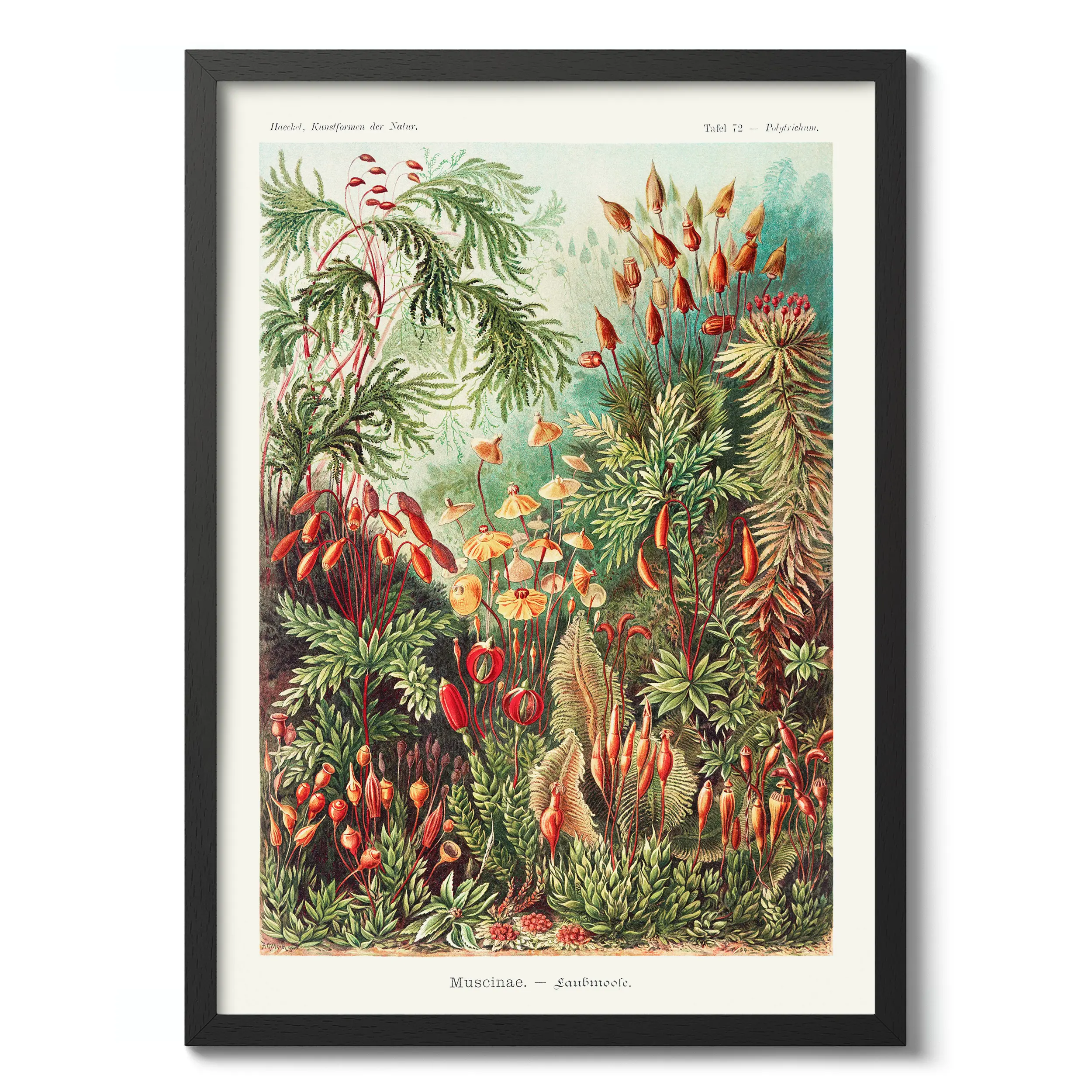 Muscinae :Ernst Haeckel