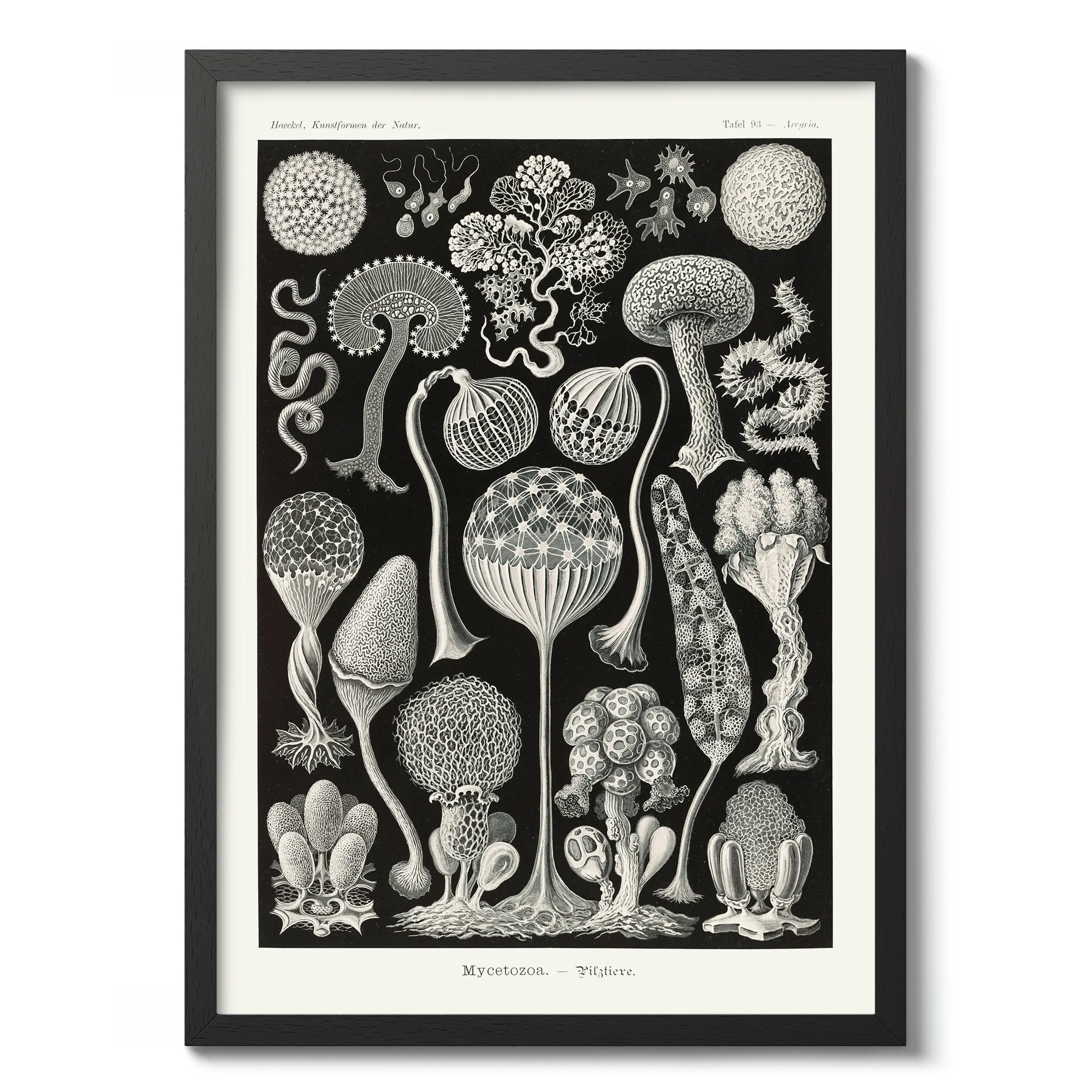 Mycetozoa :Ernst Haeckel
