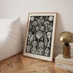 Mycetozoa :Ernst Haeckel