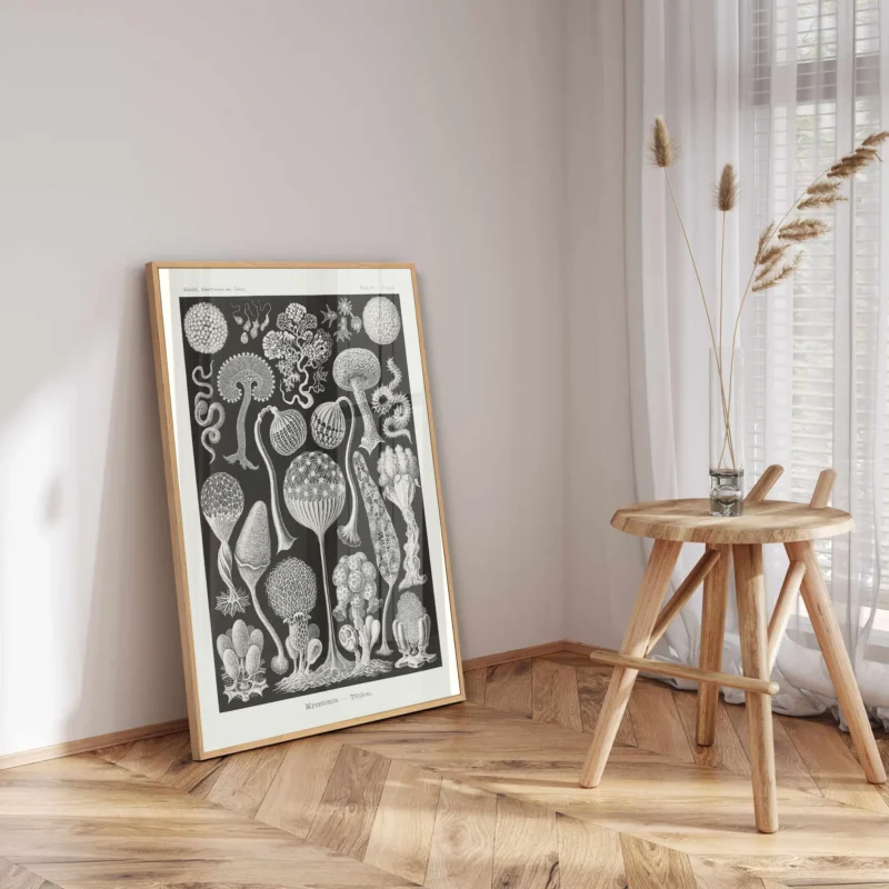 Mycetozoa :Ernst Haeckel