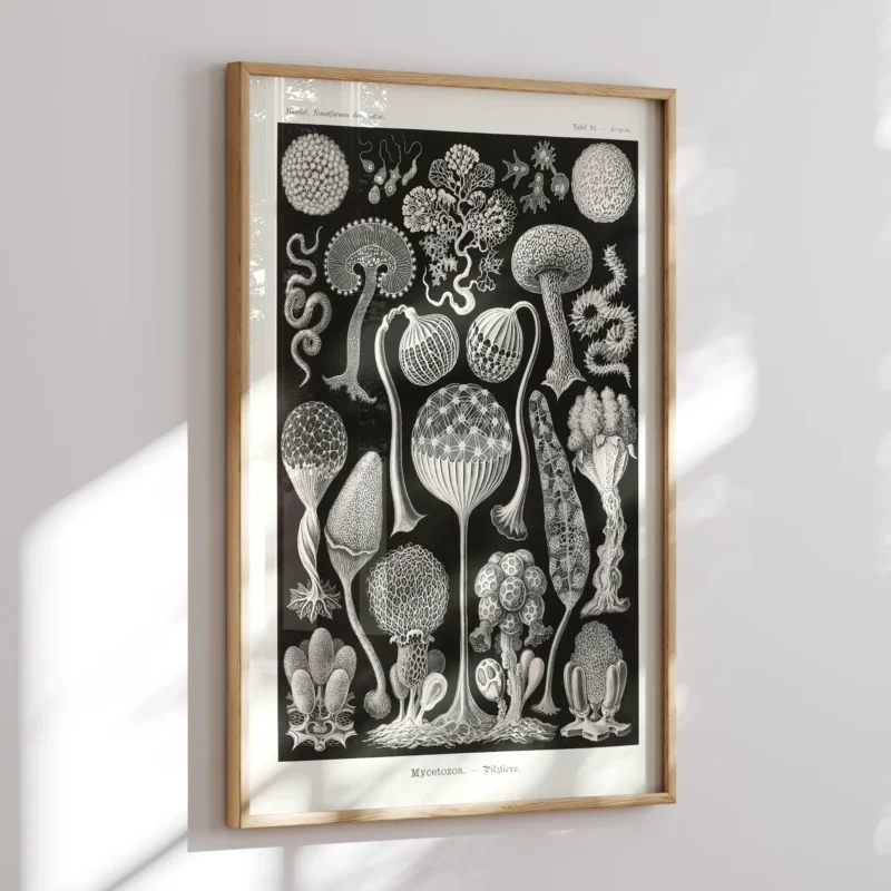 Mycetozoa :Ernst Haeckel