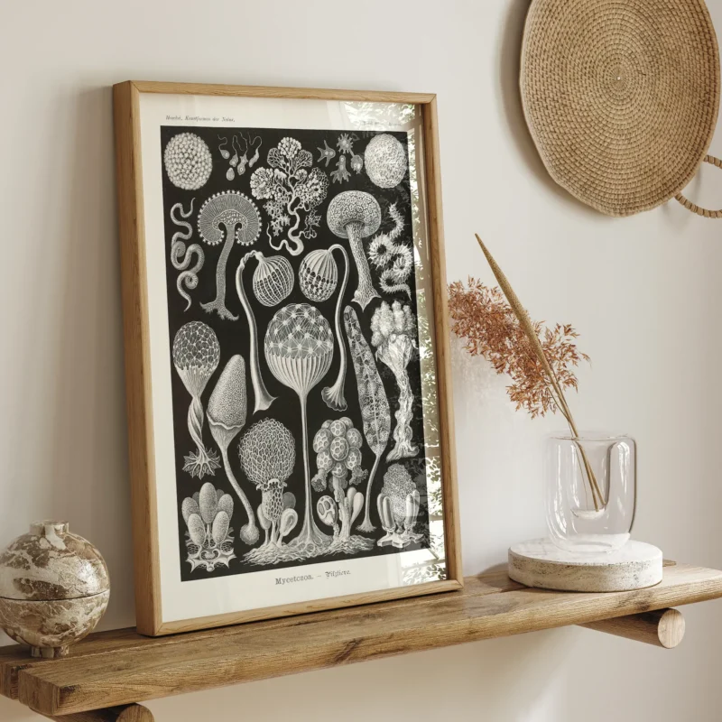 Mycetozoa :Ernst Haeckel
