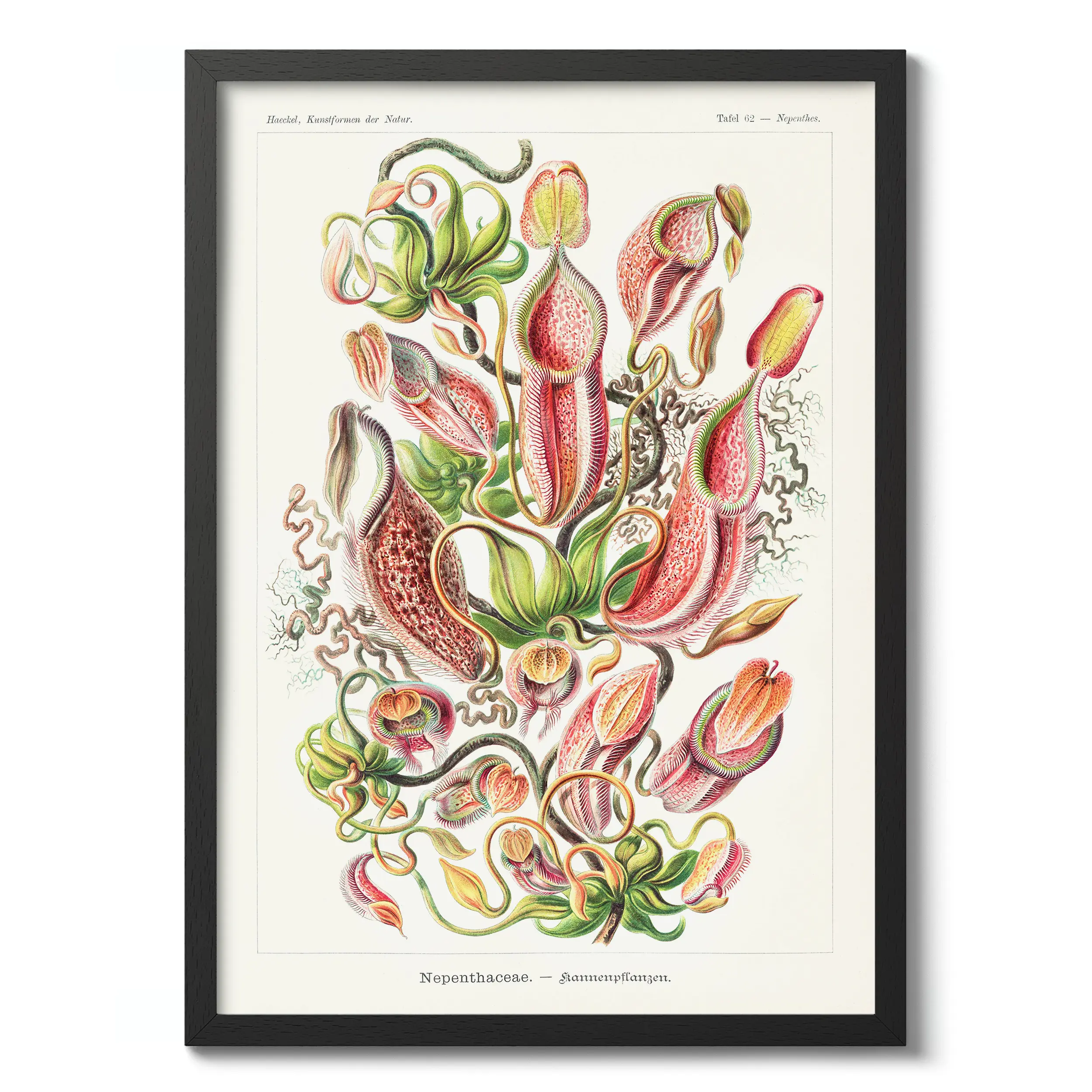 Nepenthaceae :Ernst Haeckel