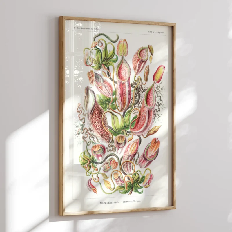 Nepenthaceae :Ernst Haeckel