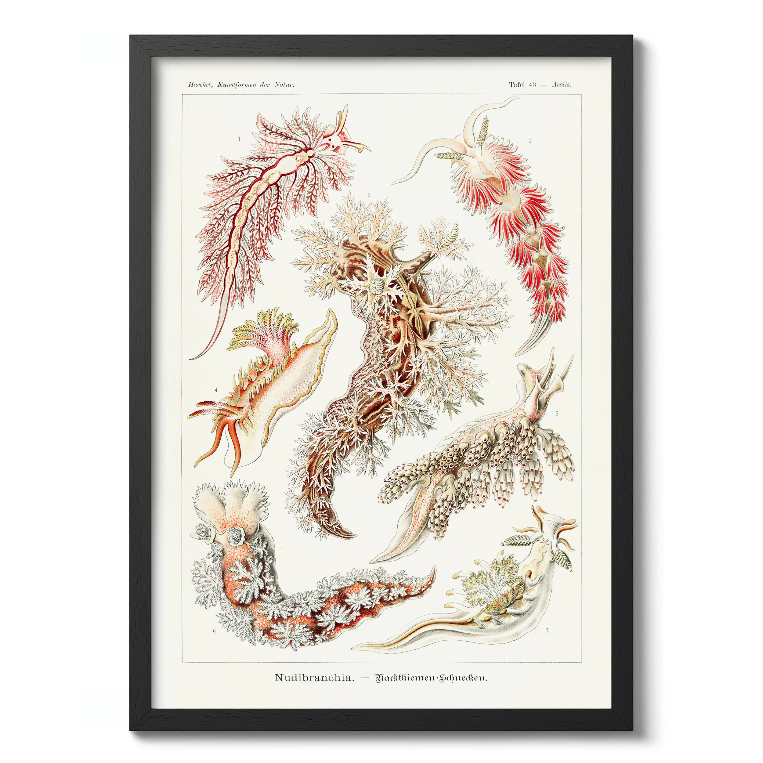 Nudibranchia :Ernst Haeckel
