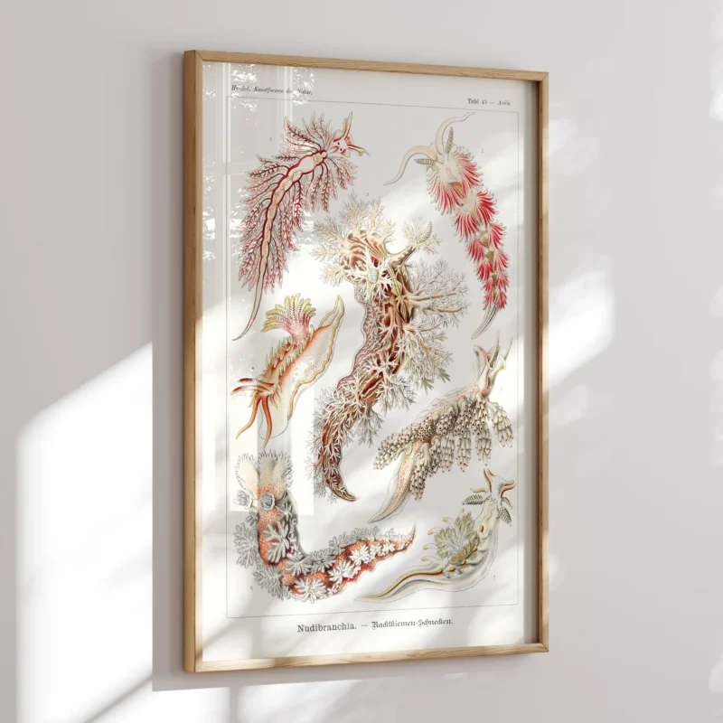 Nudibranchia :Ernst Haeckel