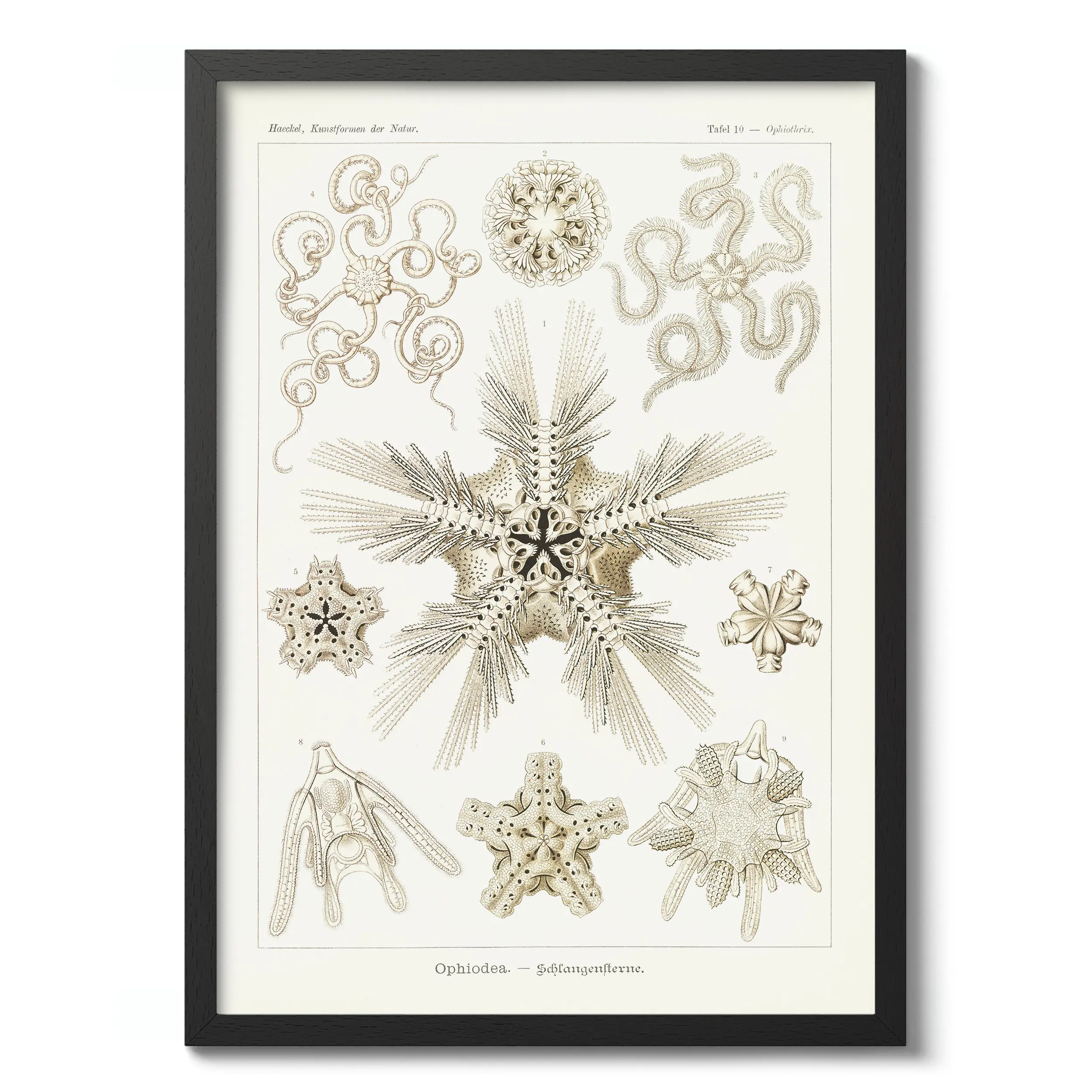 Ophiodea :Ernst Haeckel