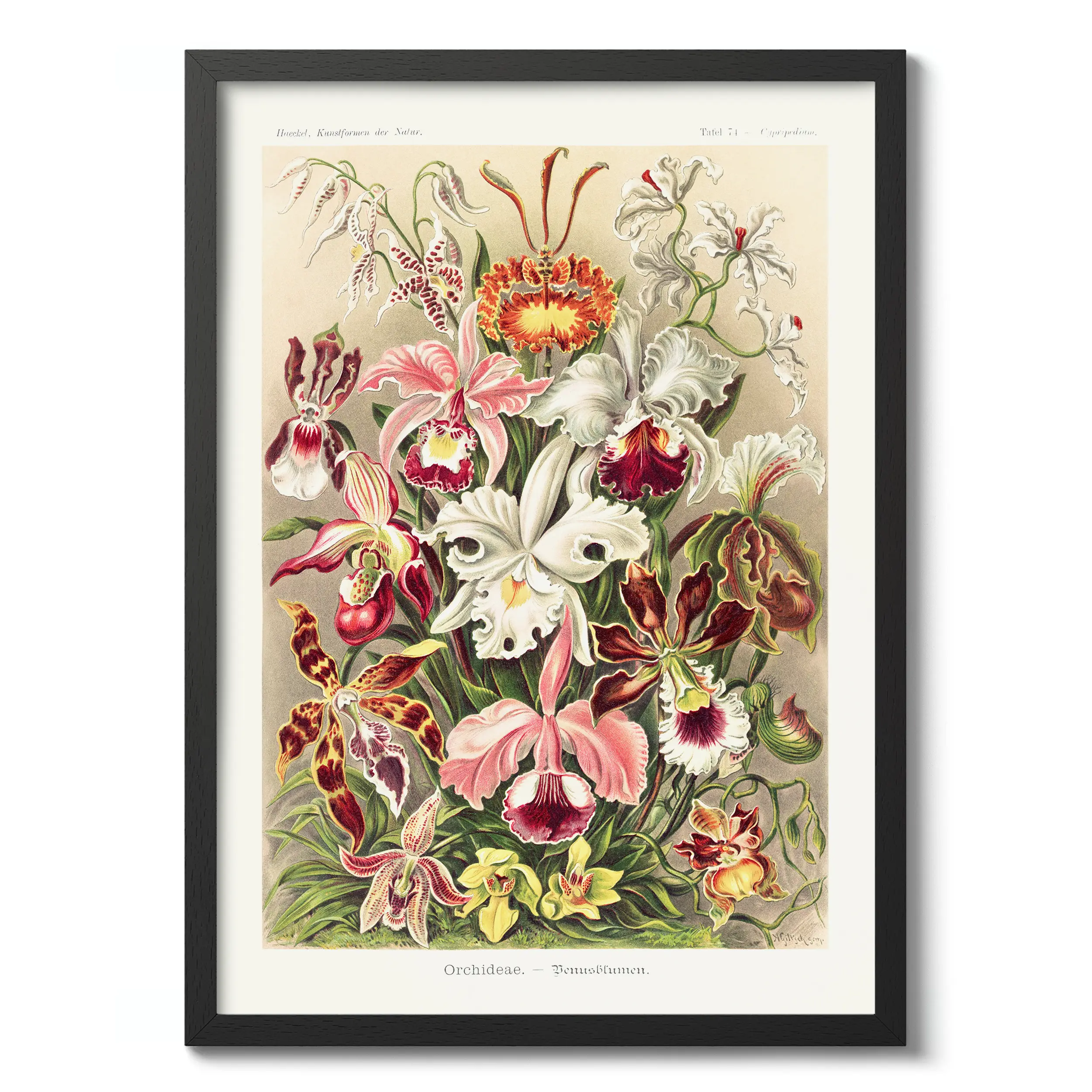 Orchideae :Ernst Haeckel
