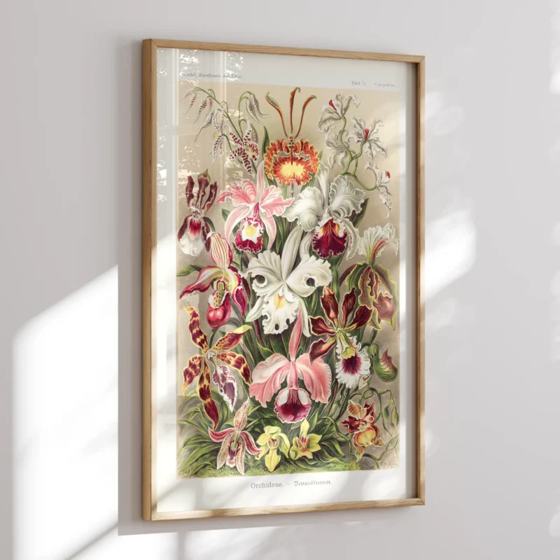 Orchideae :Ernst Haeckel
