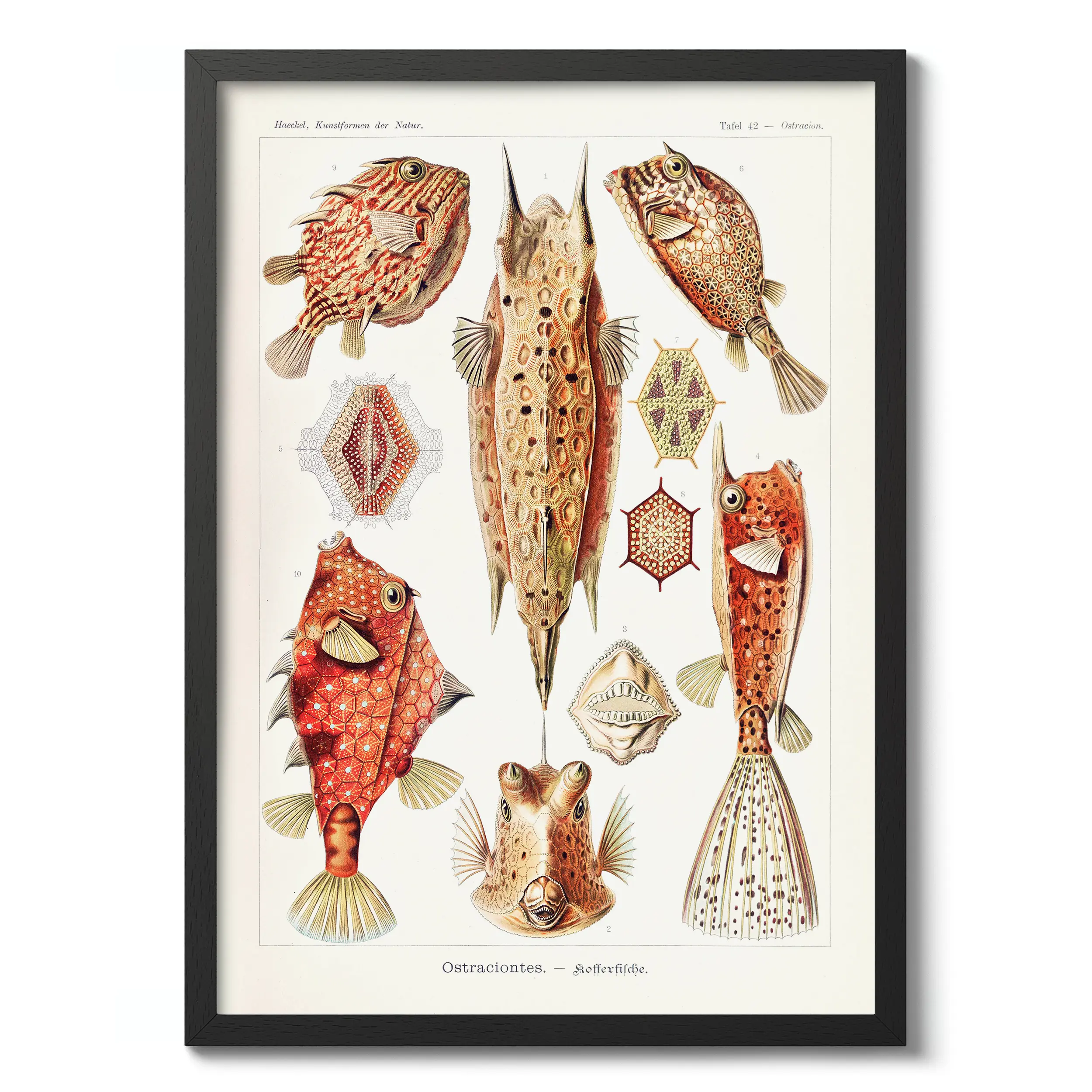 Ostraciontes :Ernst Haeckel