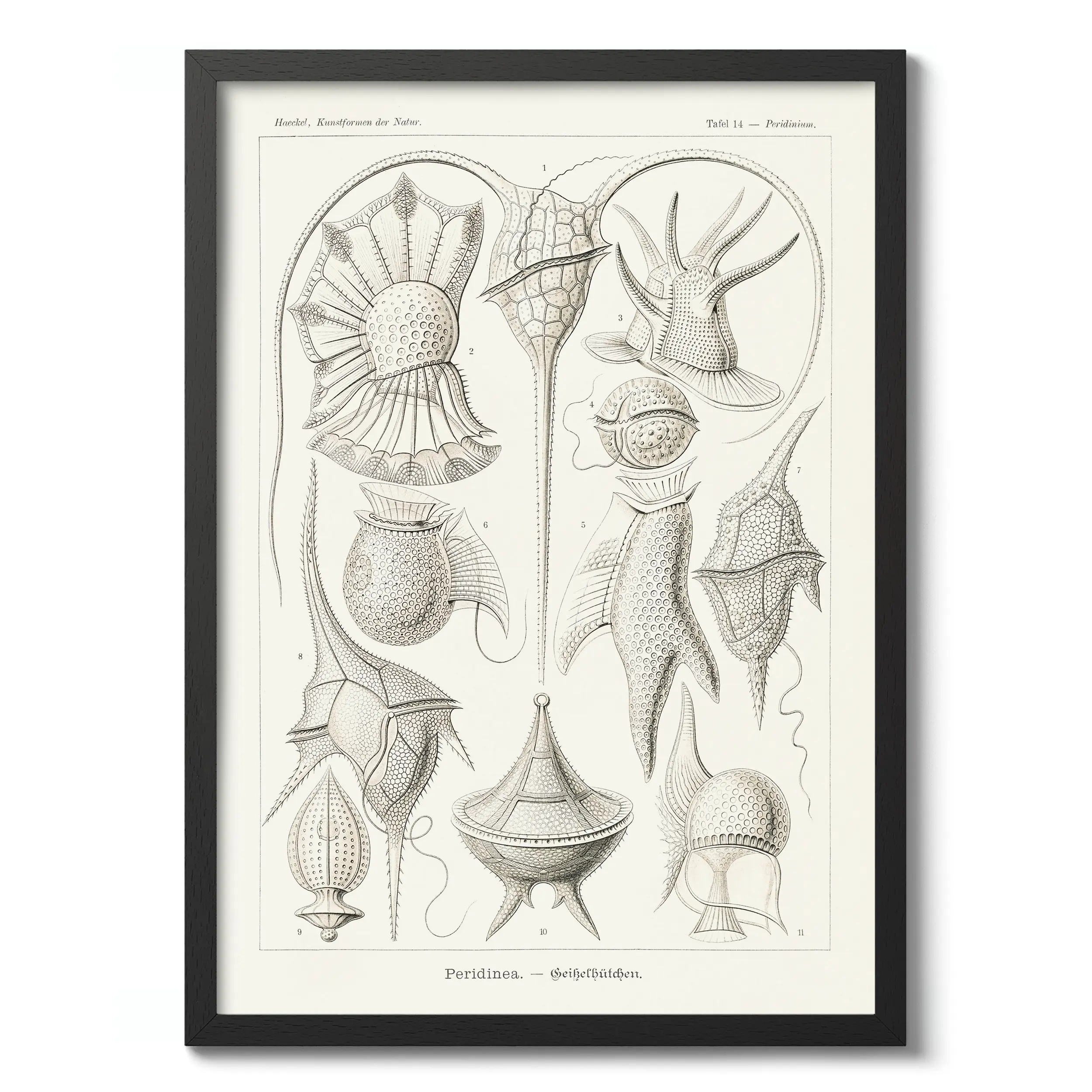 Peridinea :Ernst Haeckel