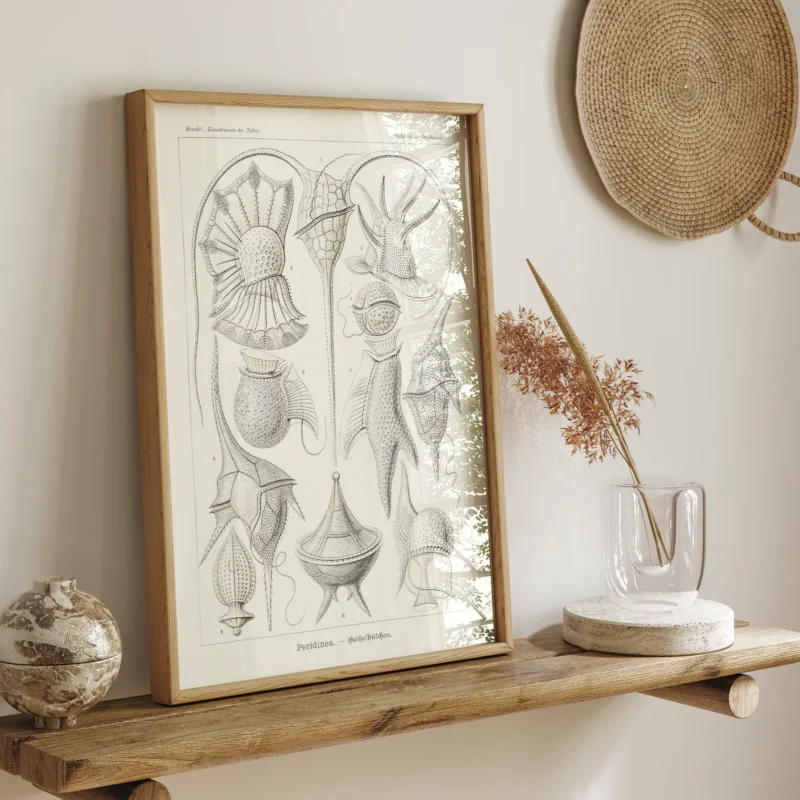Peridinea :Ernst Haeckel