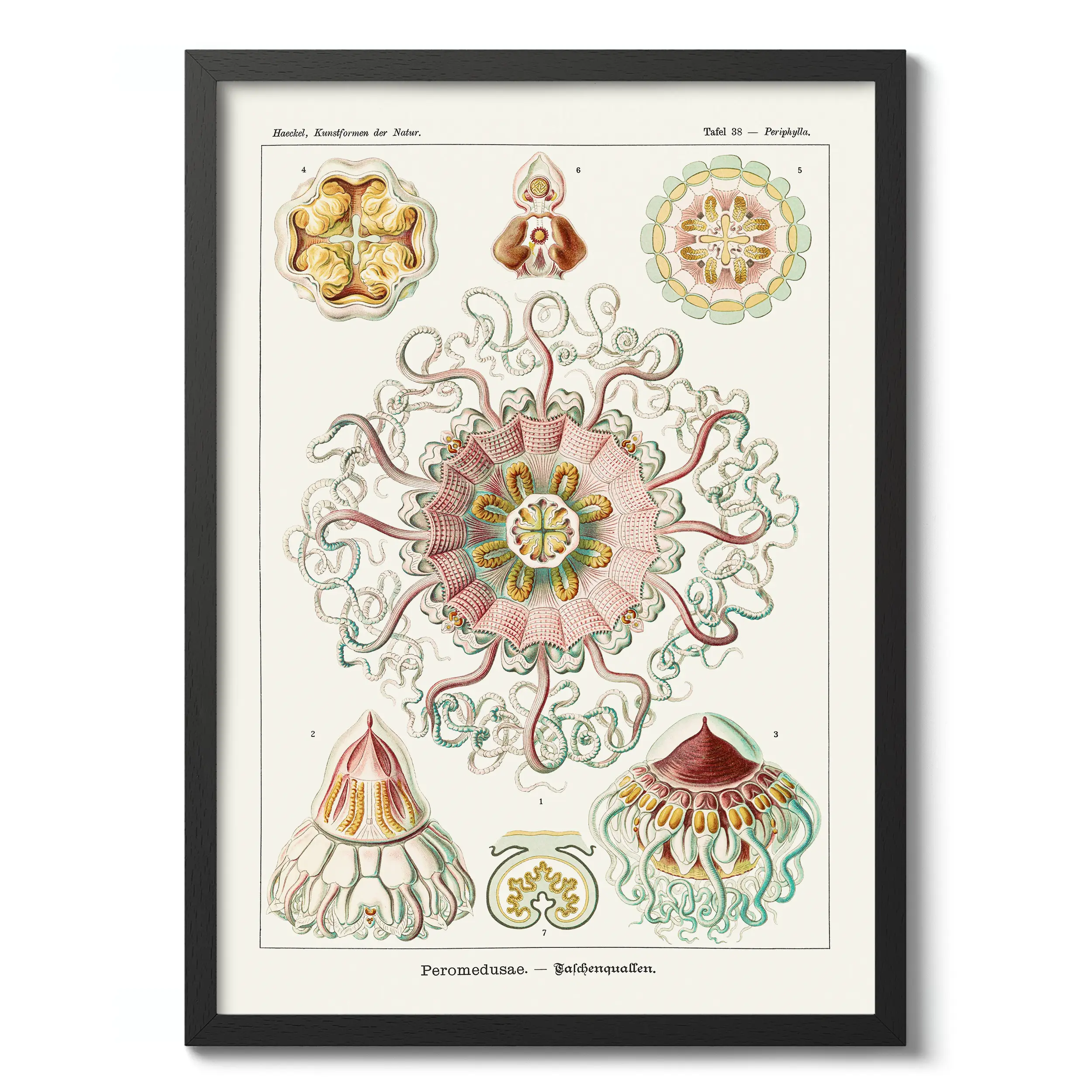 Peromedusae :Ernst Haeckel
