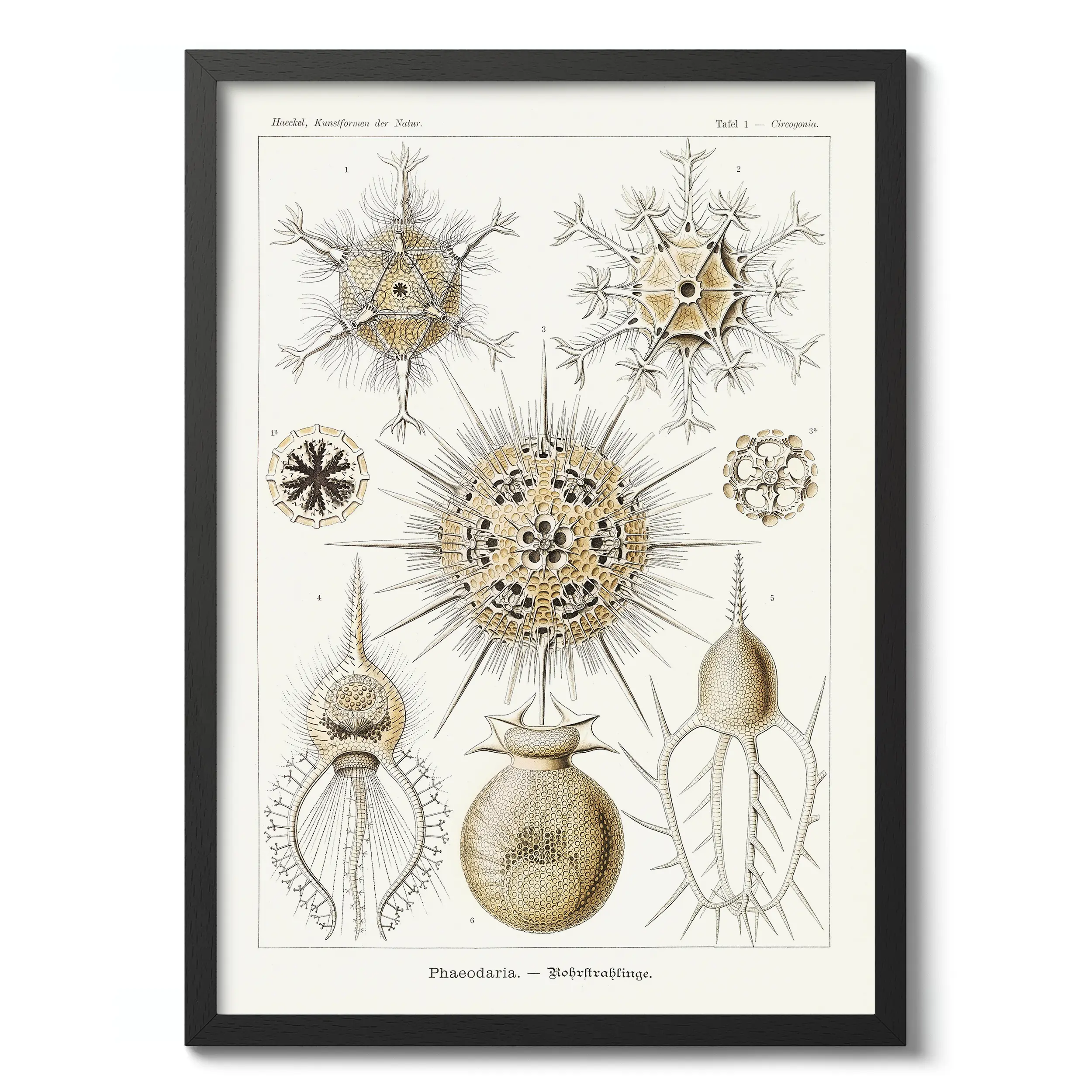 Phaeodaria :Ernst Haeckel