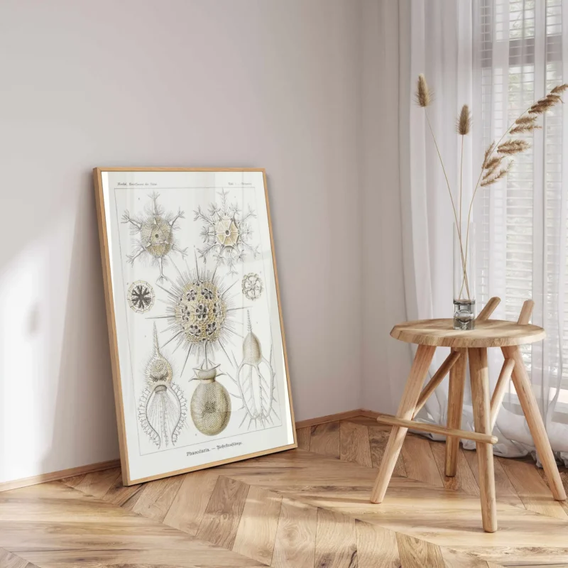 Phaeodaria :Ernst Haeckel