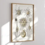Phaeodaria :Ernst Haeckel