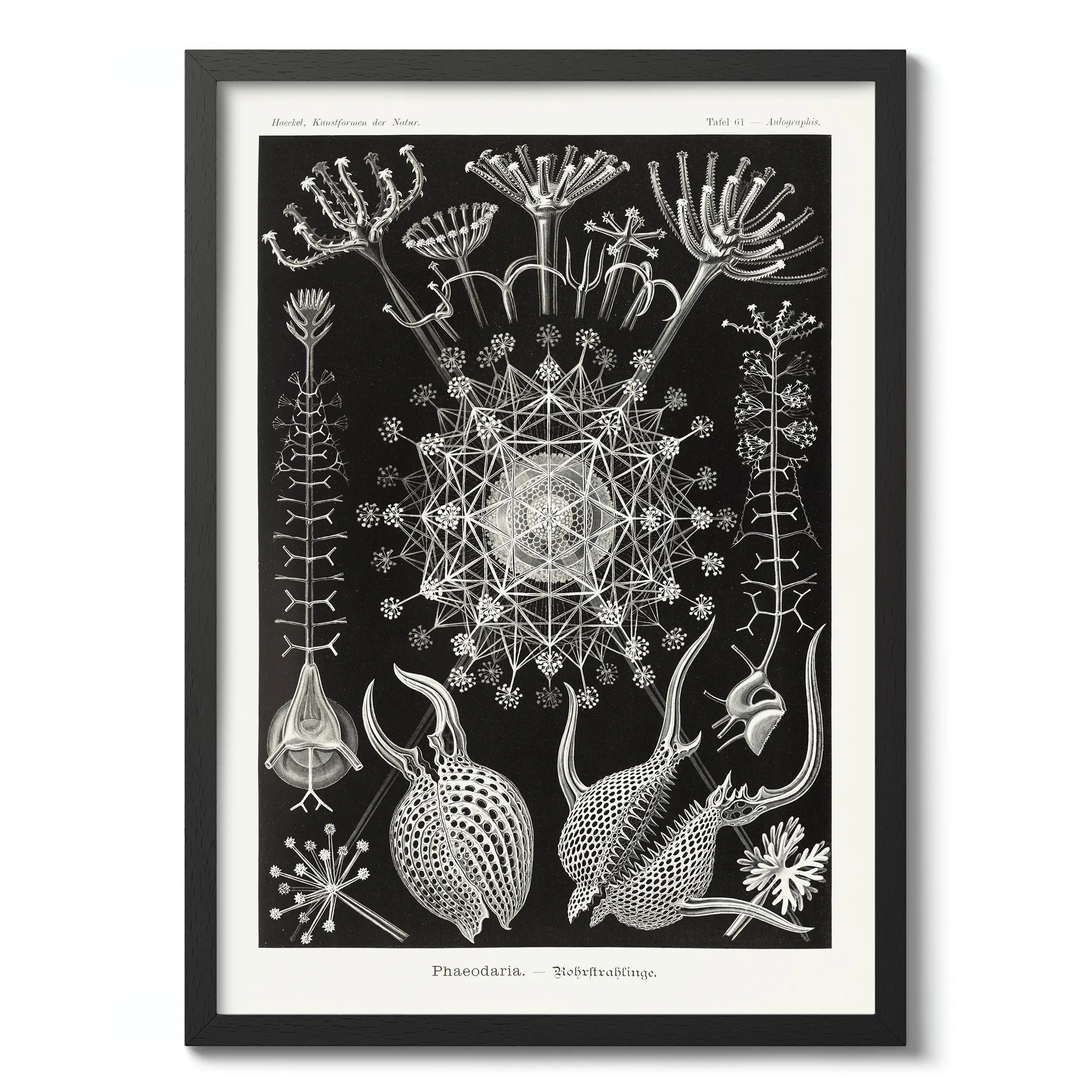 Phaeodaria :Ernst Haeckel