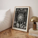 Phaeodaria :Ernst Haeckel