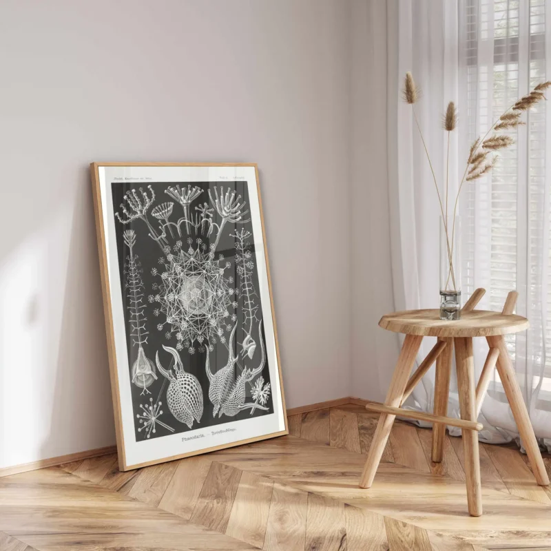 Phaeodaria :Ernst Haeckel