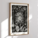 Phaeodaria :Ernst Haeckel