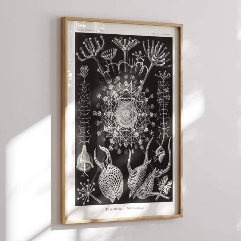 Phaeodaria :Ernst Haeckel