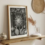 Phaeodaria :Ernst Haeckel