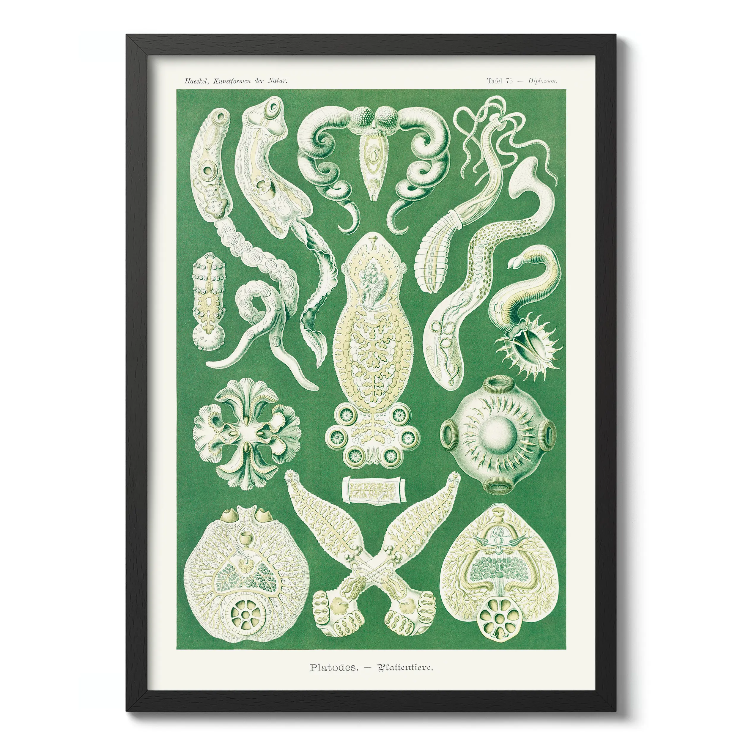 Platodes :Ernst Haeckel