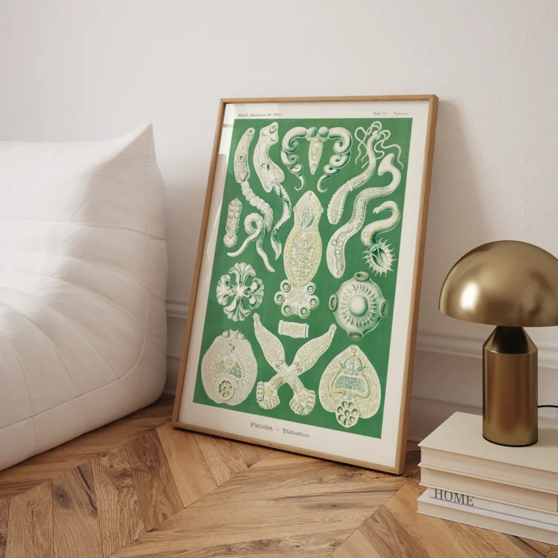 Platodes :Ernst Haeckel
