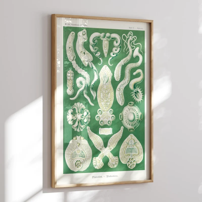 Platodes :Ernst Haeckel