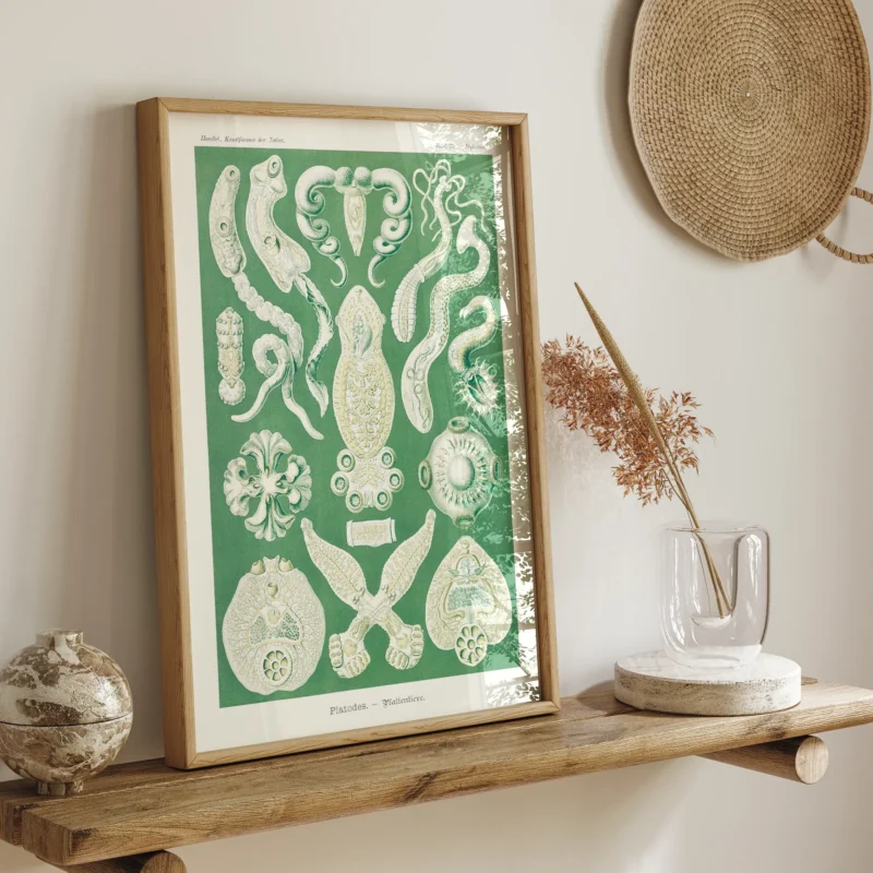 Platodes :Ernst Haeckel