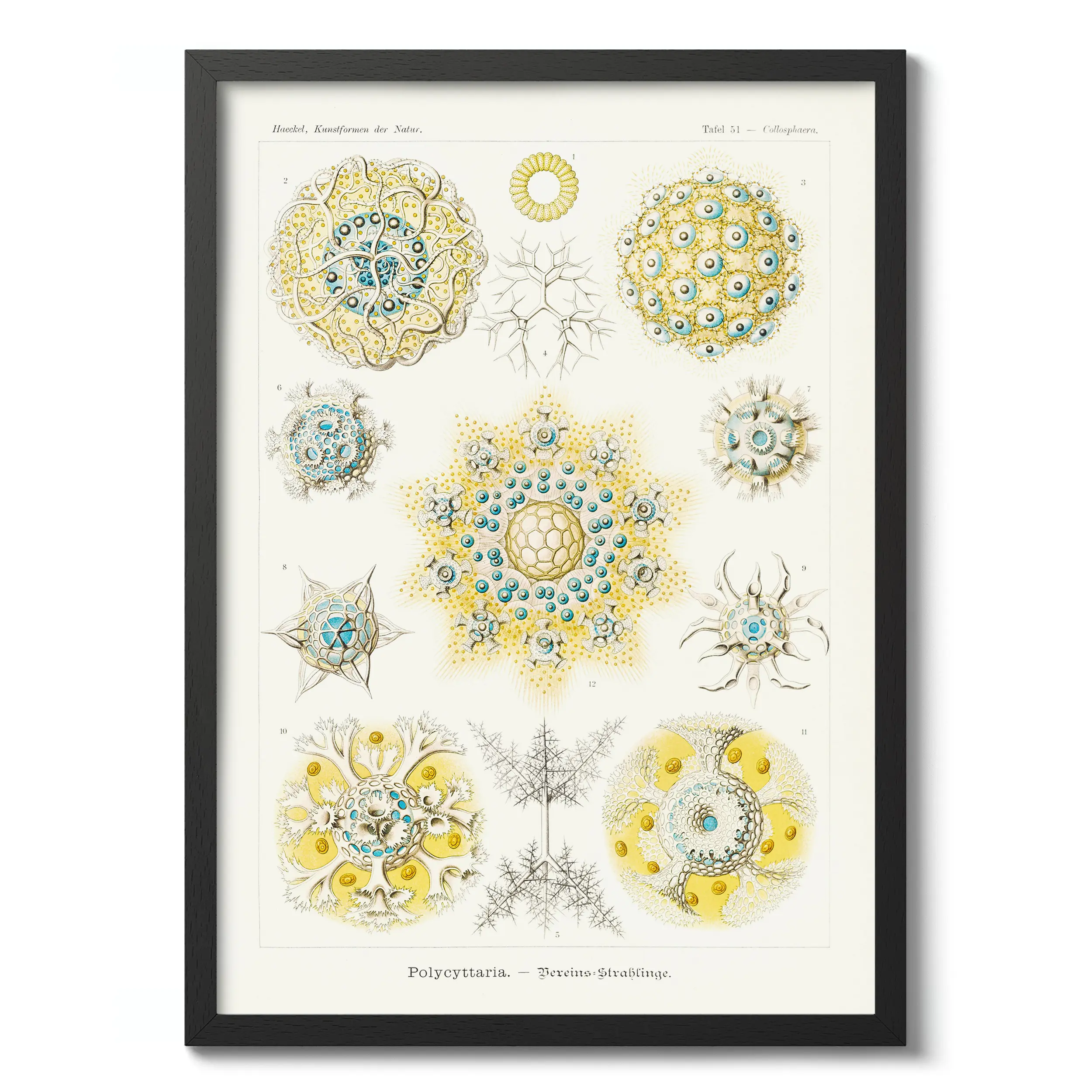 Polycyttaria :Ernst Haeckel