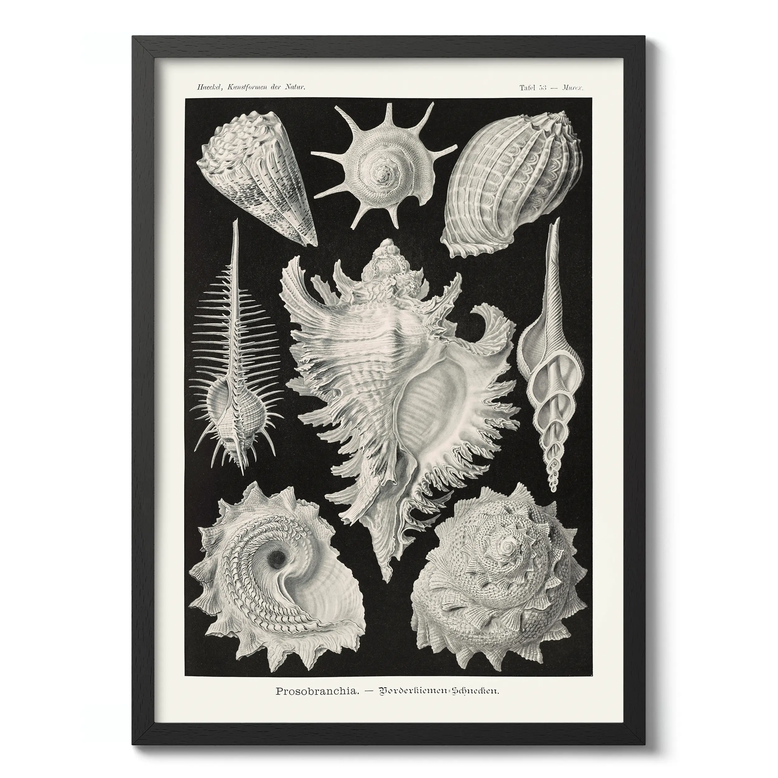 Prosobranchia :Ernst Haeckel