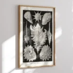 Prosobranchia :Ernst Haeckel