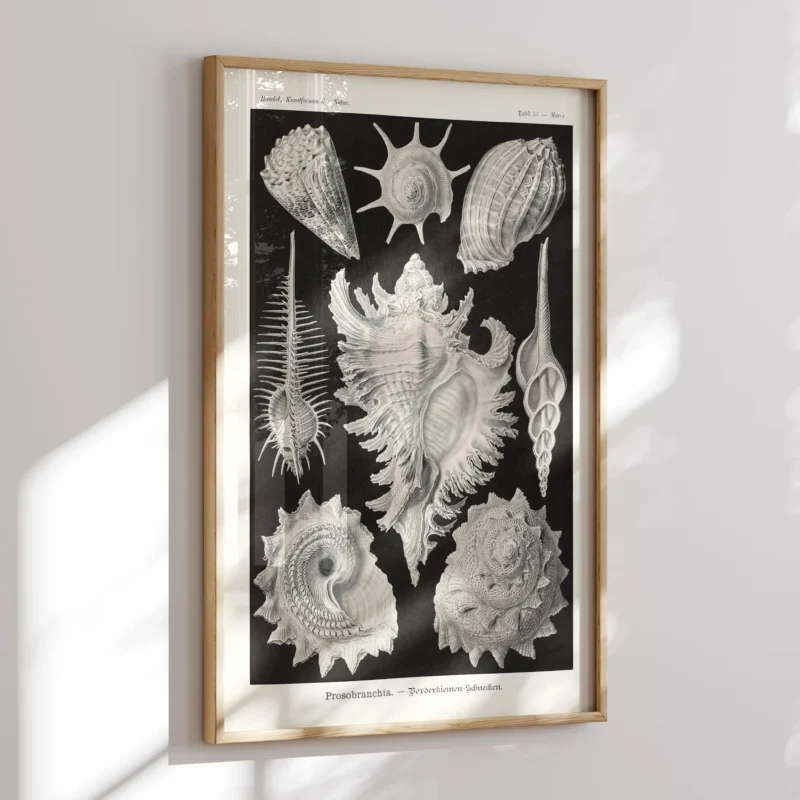Prosobranchia :Ernst Haeckel