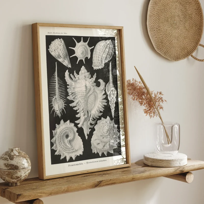 Prosobranchia :Ernst Haeckel