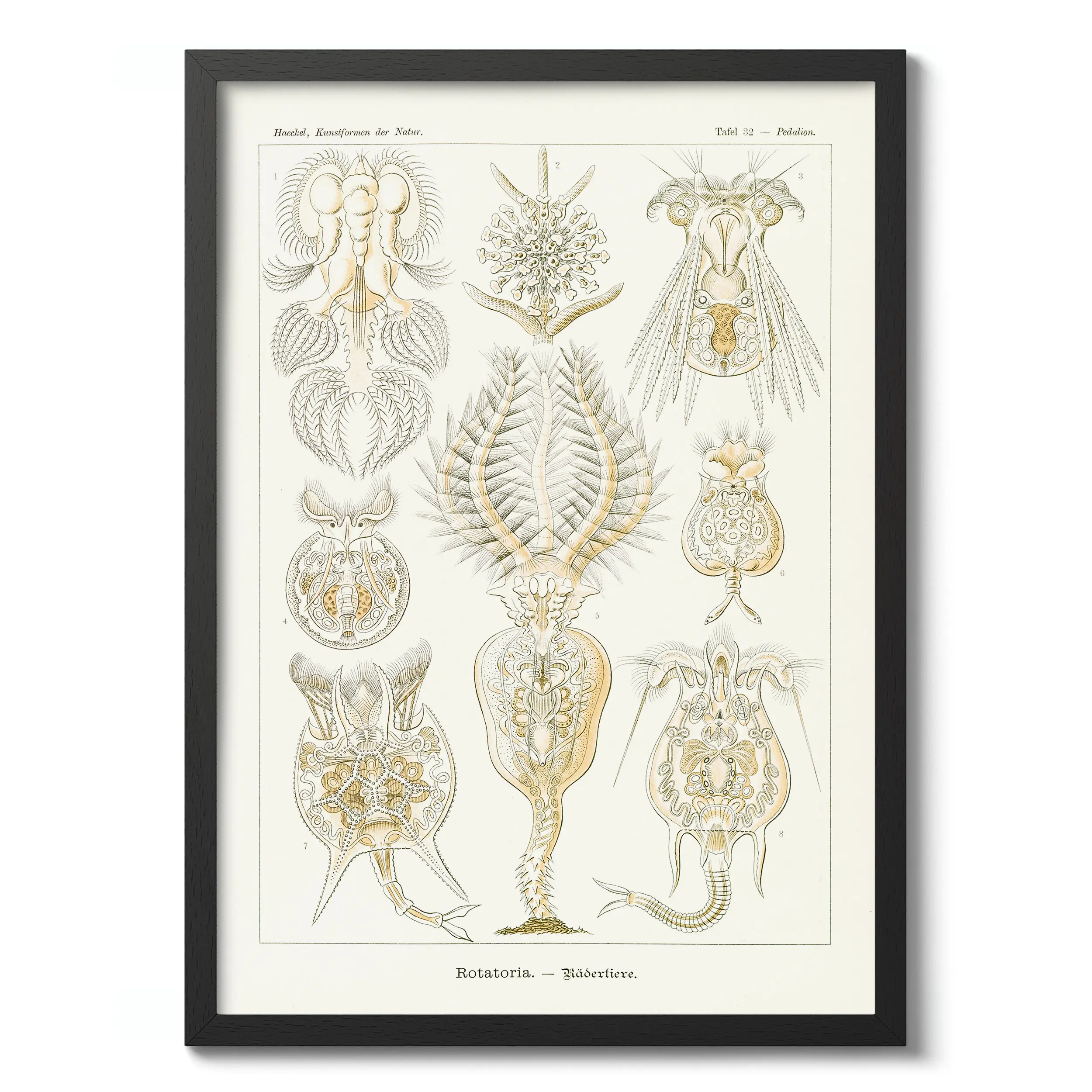 Rotatoria :Ernst Haeckel