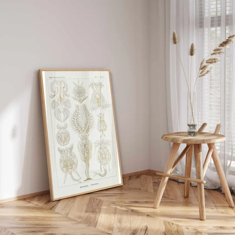 Rotatoria :Ernst Haeckel