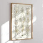 Rotatoria :Ernst Haeckel
