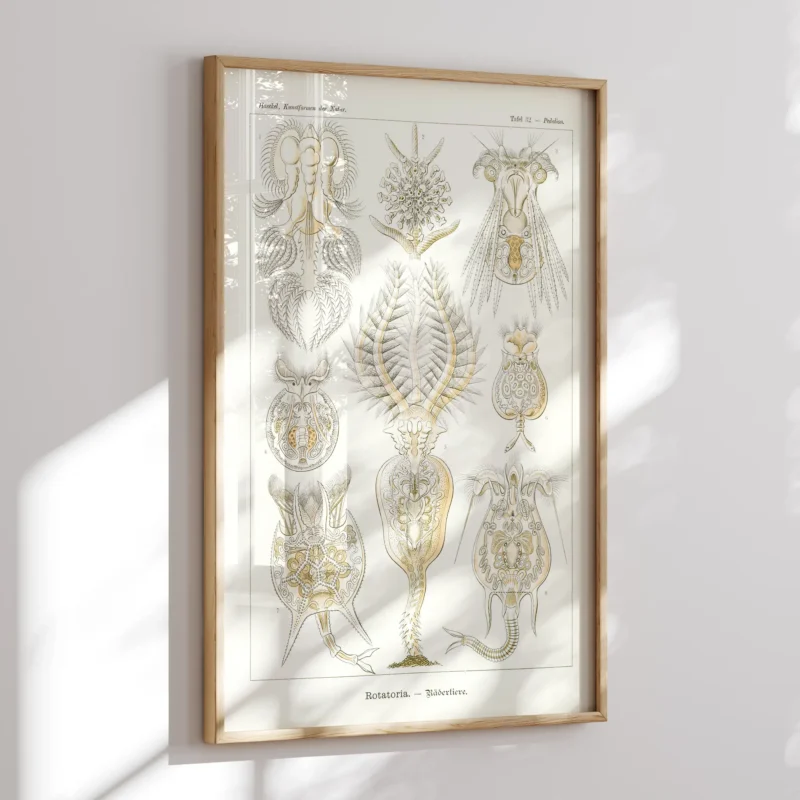 Rotatoria :Ernst Haeckel