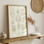 Rotatoria :Ernst Haeckel