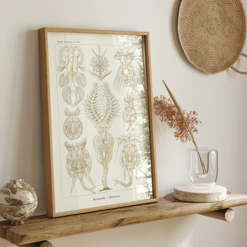 Rotatoria :Ernst Haeckel