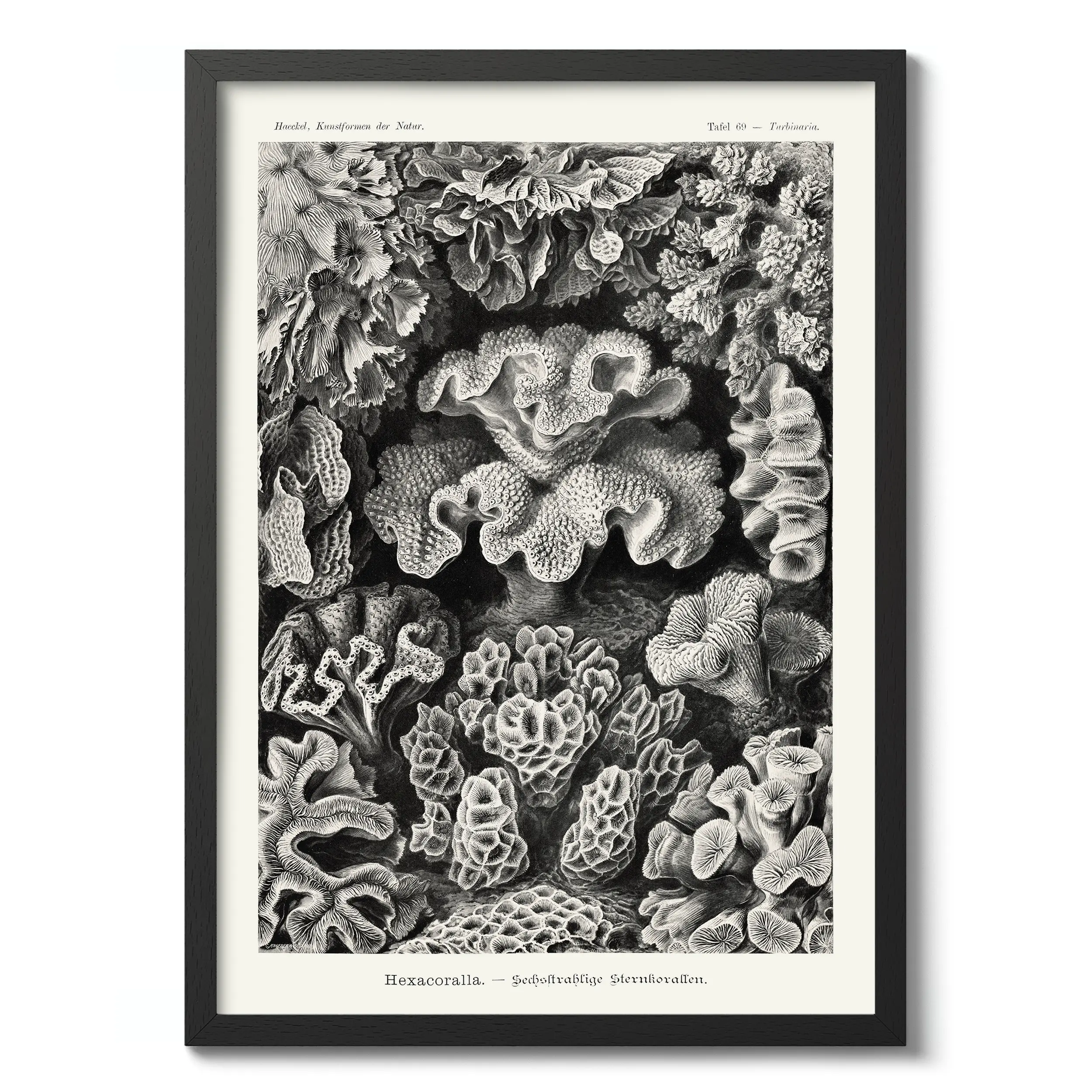 Sechsstrahlige Blumentiere :Ernst Haeckel