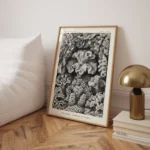 Sechsstrahlige Blumentiere :Ernst Haeckel