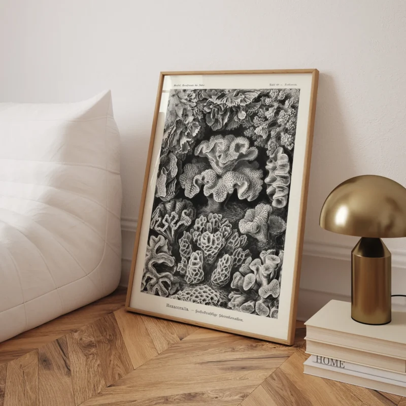 Sechsstrahlige Blumentiere :Ernst Haeckel