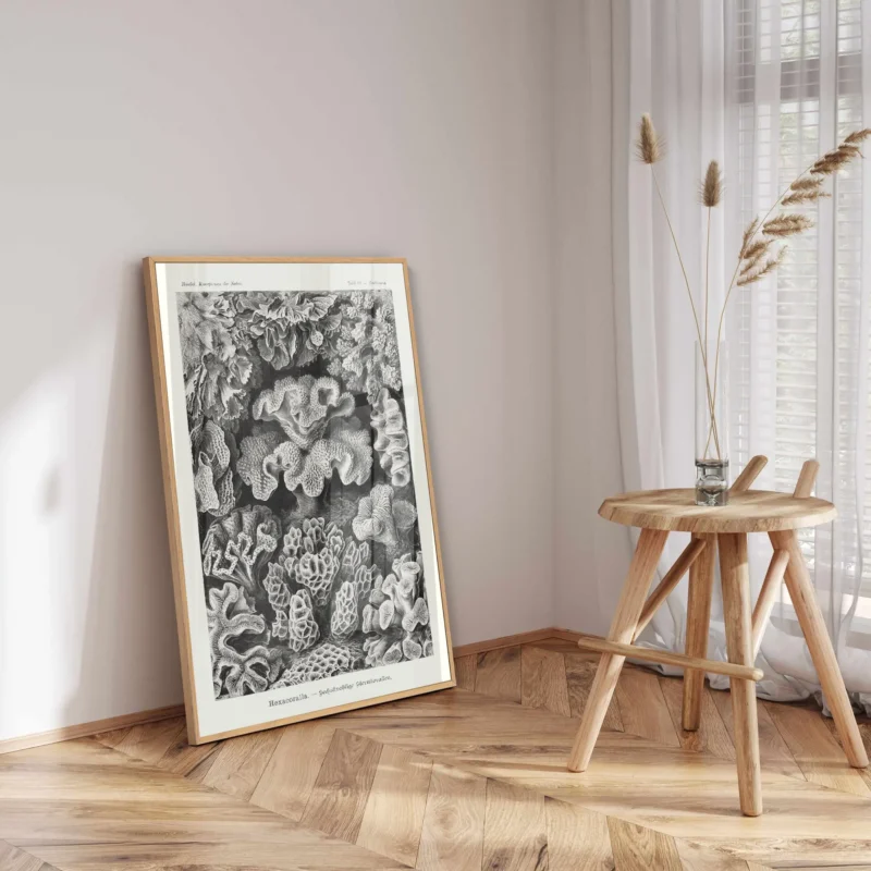 Sechsstrahlige Blumentiere :Ernst Haeckel