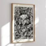Sechsstrahlige Blumentiere :Ernst Haeckel