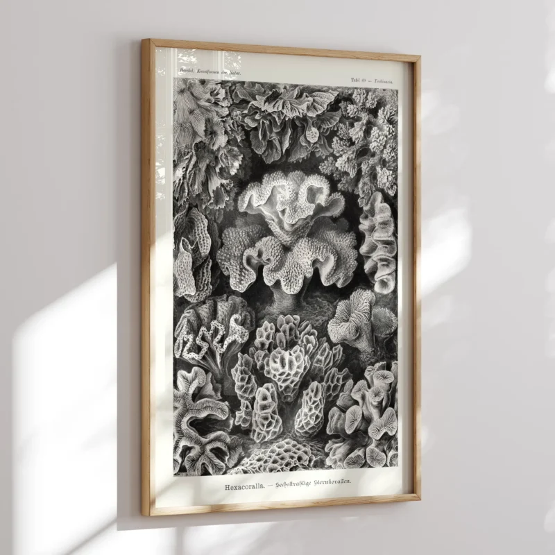 Sechsstrahlige Blumentiere :Ernst Haeckel